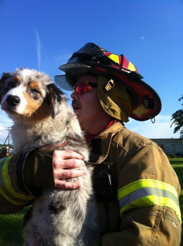 Firefighter in full turnout gear and a red helmet holding a medium-sized dog with a mottled gray and white coat. The scene is outdoors with a clear blue sky and green grass visible.